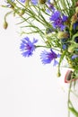 Centaurea triumfettii flowers in a vase Royalty Free Stock Photo