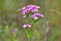 Centaurium erythraea Royalty Free Stock Photo