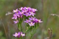 Centaurium erythraea Royalty Free Stock Photo