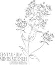 Centaurium minus Moench flowers contour vector illustration