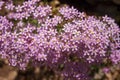 Centaurium erythraea flower Royalty Free Stock Photo