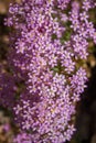 Centaurium erythraea flower Royalty Free Stock Photo