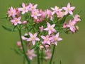 Centaurium erythraea (common centaury) Royalty Free Stock Photo