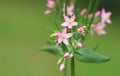 Centaurium erythraea (common centaury) Royalty Free Stock Photo