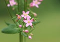 Centaurium erythraea (common centaury) Royalty Free Stock Photo