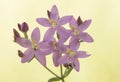 Centaurium erythraea European centaury beautiful small plant with pretty deep pink flowers on defocused yellowish green background