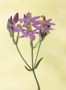 Centaurium erythraea European centaury beautiful small plant with pretty deep pink flowers on defocused yellowish green background