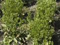 Centaurium erythraea plant flower close up Royalty Free Stock Photo