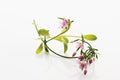 Centaurium flowers