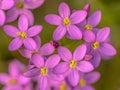 Centaurium flowers