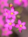 Centaurium flowers Royalty Free Stock Photo