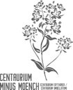 Centaurium minus Moench flowers silhouette vector illustration