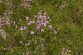 Centaurium pulchellum in bloom