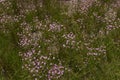 Centaurium pulchellum in bloom