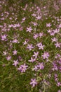 Centaurium pulchellum in bloom