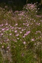 Centaurium pulchellum in bloom