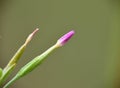 Detail of closed flower of Centaurium pulchellum plant.