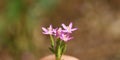 Centaurium pulchellum