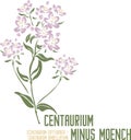 Centaurium minus Moench silhouette in color image vector illustration