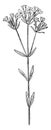 Centaurium umbellatum vintage illustration