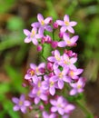 Centaury (Centaurium erythraea) Royalty Free Stock Photo