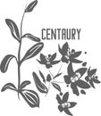 Centaury flower with leaf vector illustration