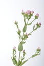 Centaury on a white background Royalty Free Stock Photo
