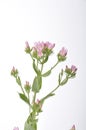 Centaury on a white background Royalty Free Stock Photo