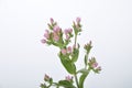 Centaury on a white background Royalty Free Stock Photo