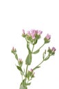 Centaury on a white background Royalty Free Stock Photo