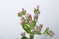 Centaury on a white background Royalty Free Stock Photo