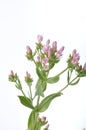 Centaury on a white background Royalty Free Stock Photo