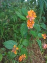 Cente flower (Latin name Lantana Camara) orange