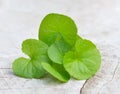 Centella asiatica, Asiatic Pennywort,Centella asiatica Linn.