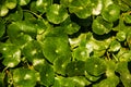 Centella asiatica background Royalty Free Stock Photo