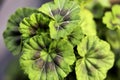 Centella asiatica Leaves green color