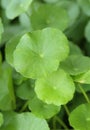 Centella asiatica