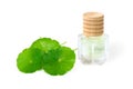 Centella asiatica essential oil