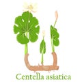 Centella asiatica. Illustration of a plant in a vector with flow Royalty Free Stock Photo