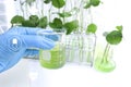 Centella asiatica leaves and green water in biological test tubes