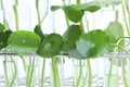 Centella asiatica leaves and green water in biological test tubes