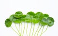 Centella asiatica leaves on white background Royalty Free Stock Photo