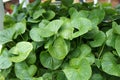 Centella asiatica plant. It is used as a culinary vegetable and as a medicinal herb. Royalty Free Stock Photo