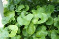Centella asiatica plant. It is used as a culinary vegetable and as a medicinal herb. Royalty Free Stock Photo