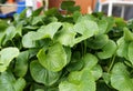 Centella asiatica plant. It is used as a culinary vegetable and as a medicinal herb. Royalty Free Stock Photo