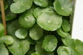 Centella asiatica plant. It is used as a culinary vegetable and as a medicinal herb. Royalty Free Stock Photo