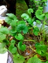 Centella asiatica plants. Royalty Free Stock Photo