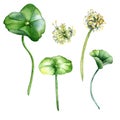 Centella asiatica watercolor illustration isolated on white. Pennywort, gotu kola herbal plants, cola hand drawn. Design
