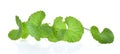 Centella asiatica on white background Royalty Free Stock Photo