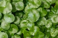 Centella leaves